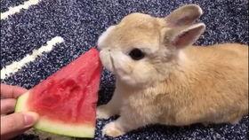 娱乐吃瓜小兔子小说,小兔子吃瓜记  第1张