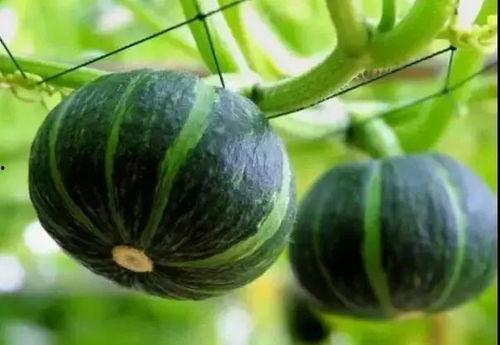 2023网红吃瓜事件,揭秘网络热点背后的真相与笑料 第3张 2023网红吃瓜事件,揭秘网络热点背后的真相与笑料 第3张