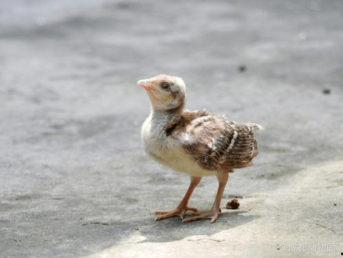 小娜离婚是谁爆料的视频,揭秘背后爆料者身份 第2张 小娜离婚是谁爆料的视频,揭秘背后爆料者身份 第2张